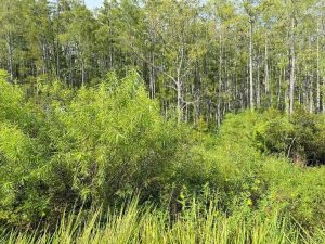 OLD POLK CITY Road Haines City, FL 33844